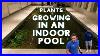 Indoor Pool With Plants Amazing Transformation